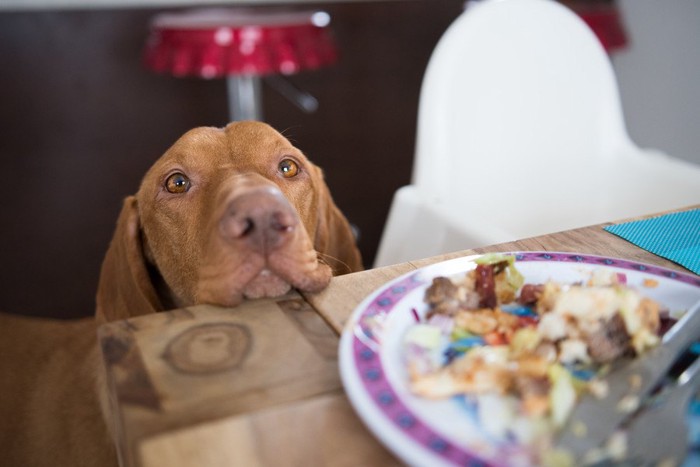 料理を待つ犬