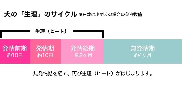犬の生理のサイクル表
