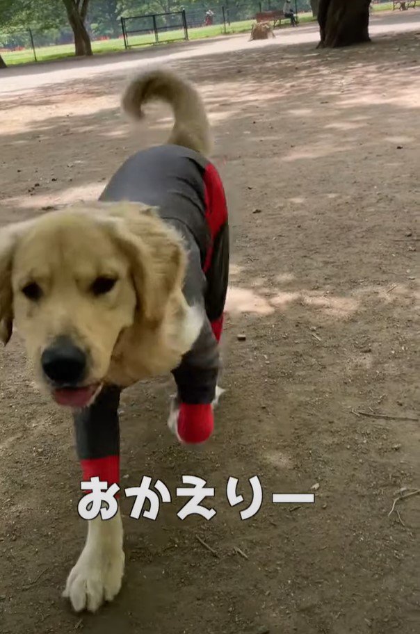 おかえりされる犬