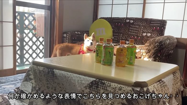 先住犬のお気に入りのソファの前で…