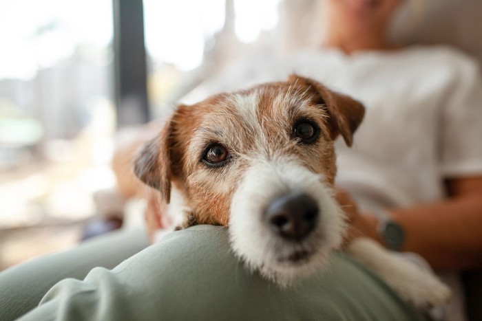 膝の上に抱っこされた犬の顔のアップ