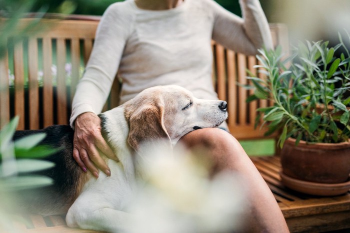 女性の膝で眠る犬