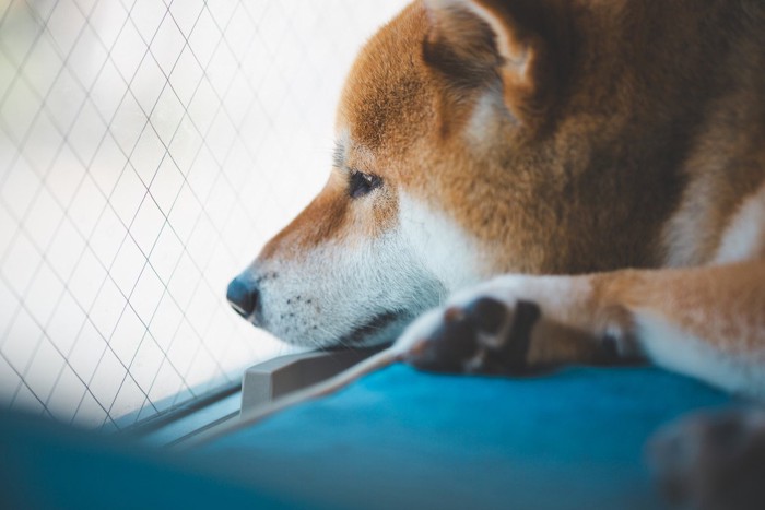 窓の外を見る柴犬