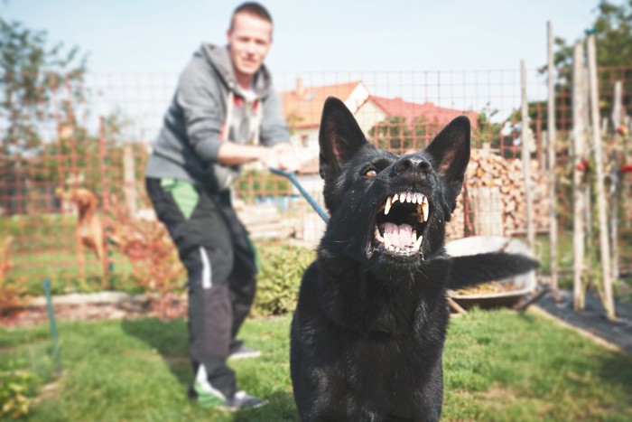 威嚇する黒い犬、後ろでリードを持つ人