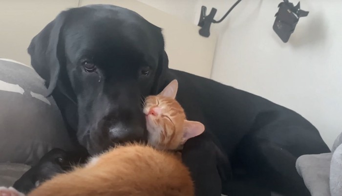 顔を寄せ合う犬と猫