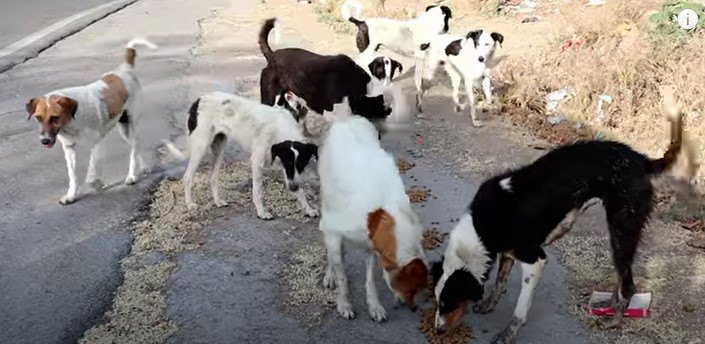 餌をたべる犬達