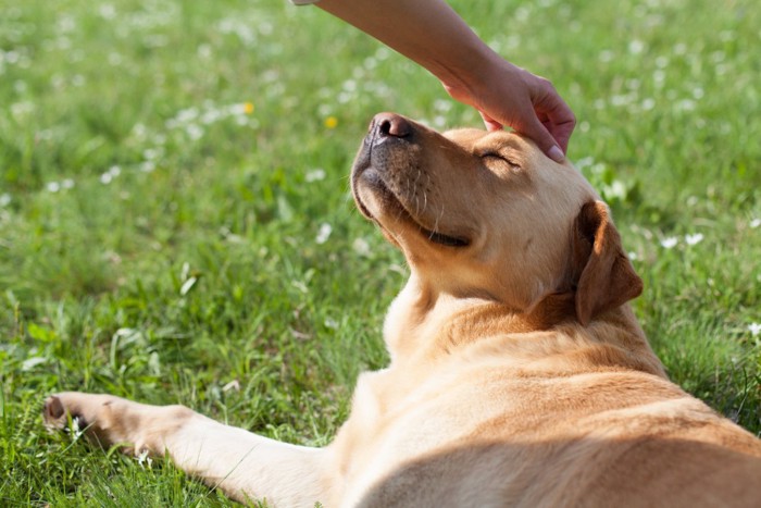 嬉しそうに撫でられる犬