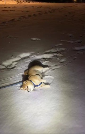 柴犬ゆずさん