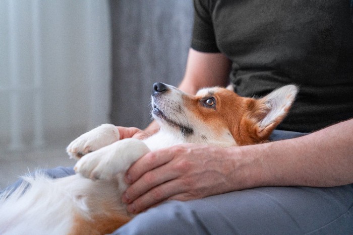 膝の上で寝転がる犬