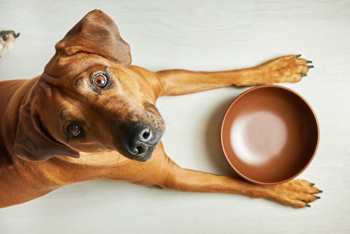 空のフードボウルと見上げる犬