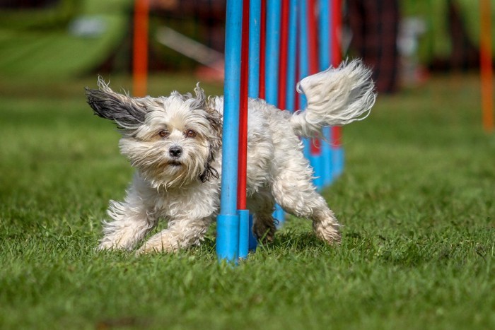 アジリティでスラロームをする小型犬