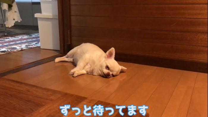 ふて寝する犬