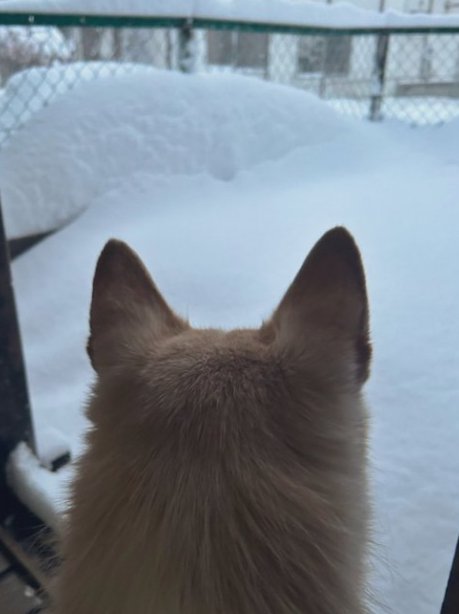 大雪注意報