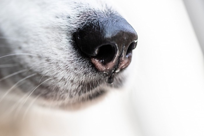 犬の鼻のアップ