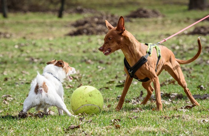 睨み合う犬