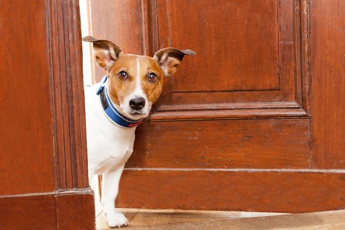 ドアから顔を覗かせる犬