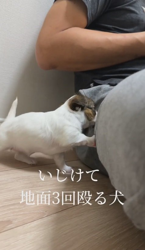 膝の上に乗りたいデブちゃん