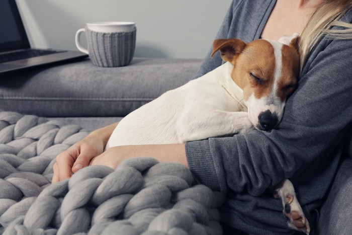 女性に抱っこされて寝ている犬