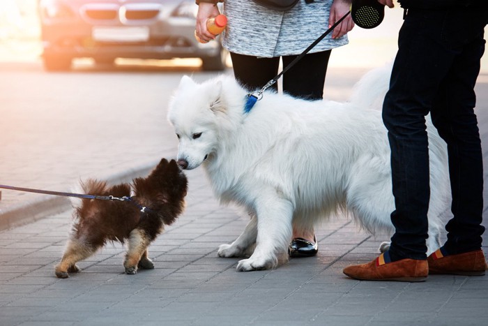 大型犬を散歩