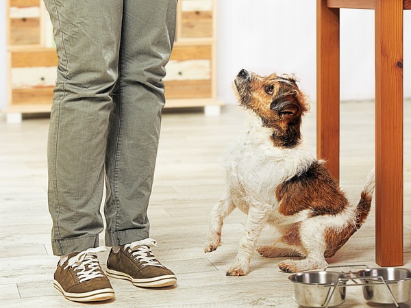 飼い主からご飯を待つ犬