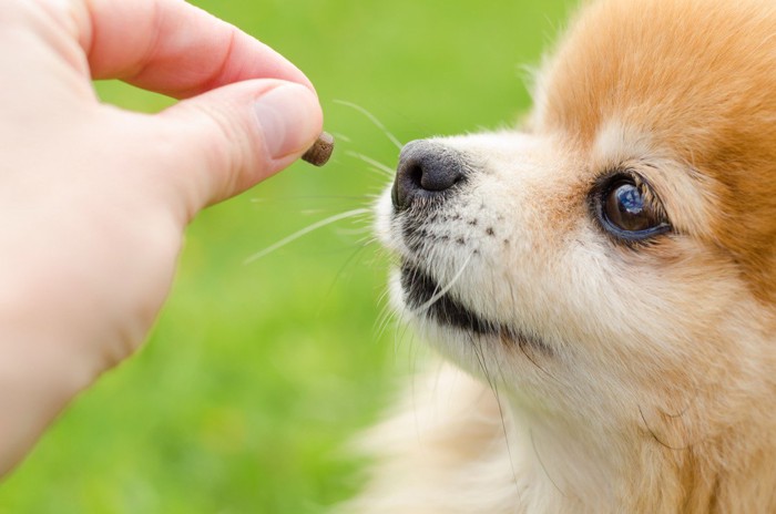 トリーツをもらう犬の横顔