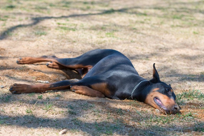 炎天下に倒れている犬