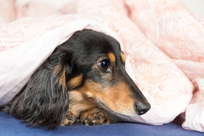 布団に潜り込む犬