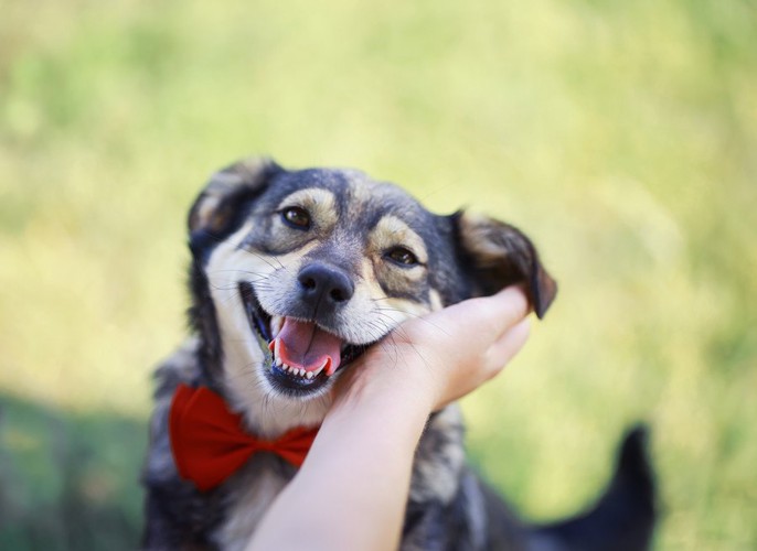 嬉しそうな犬と人の手