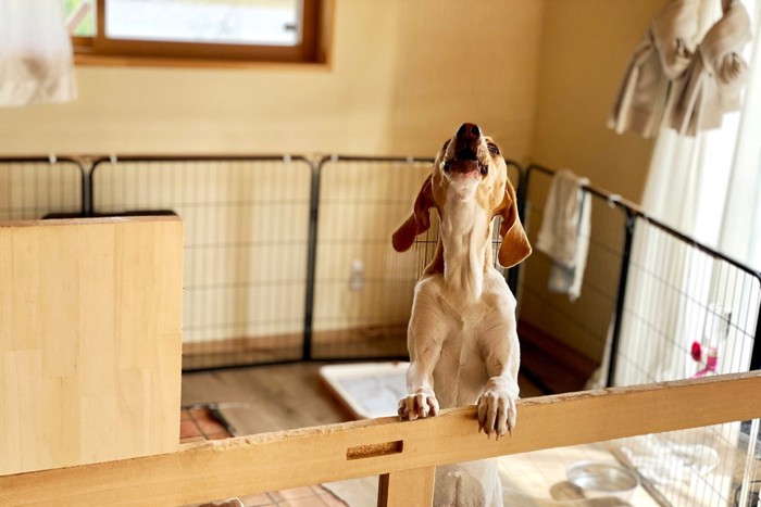 サークルの中で吠える犬