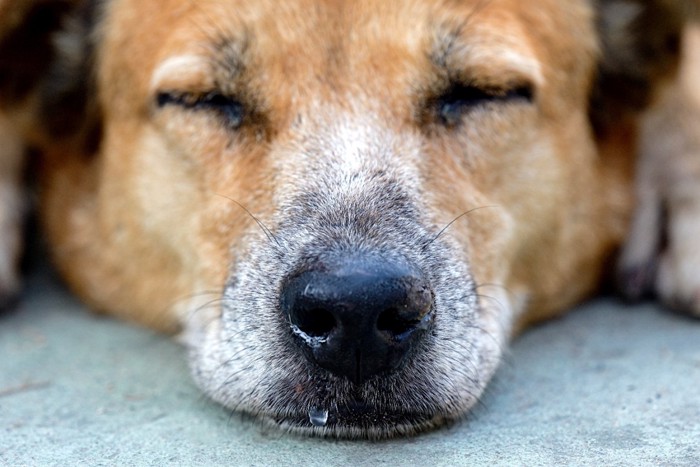 鼻水を垂らし目を閉じる犬