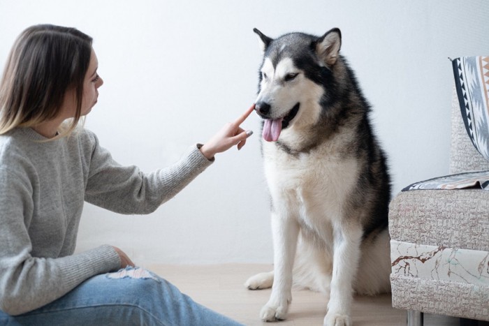 叱られるハスキー犬