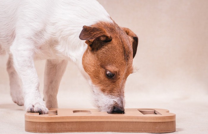 知育玩具で遊ぶ犬