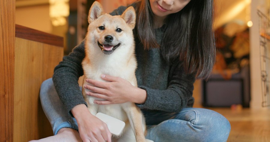 ブラッシング中の柴犬