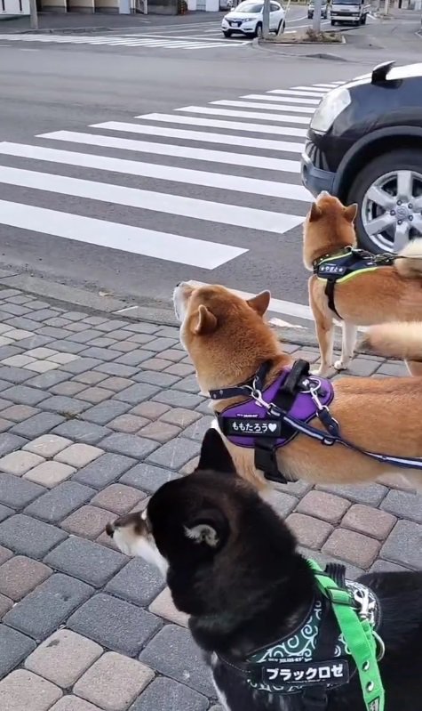 お友達の柴犬さんは遠吠えしない派