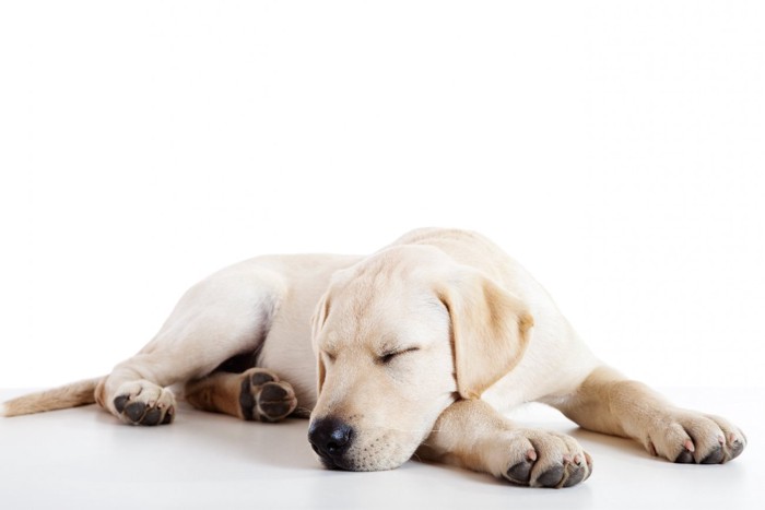 眠っているラブラドールの子犬