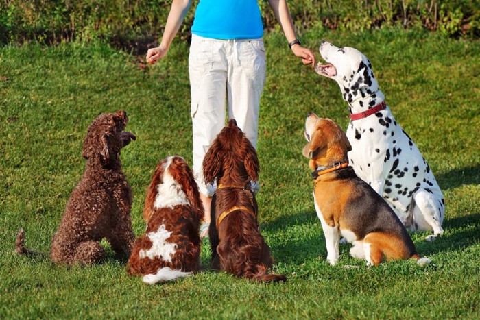 犬のトレーニング教室