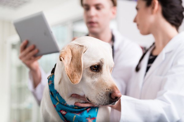 犬がラムネを誤飲してしまった時の対処法