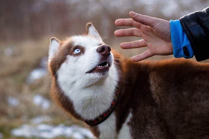 急に手をだされて驚く犬