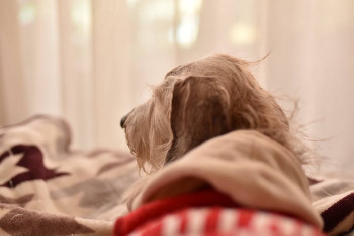 ベッドの上で休む老犬の後ろ姿