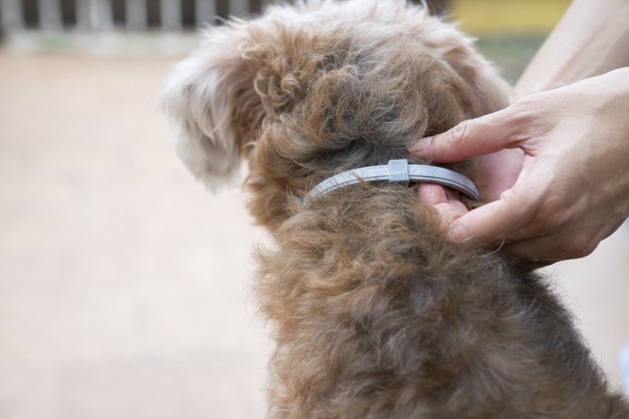 子犬に首輪をつけている写真