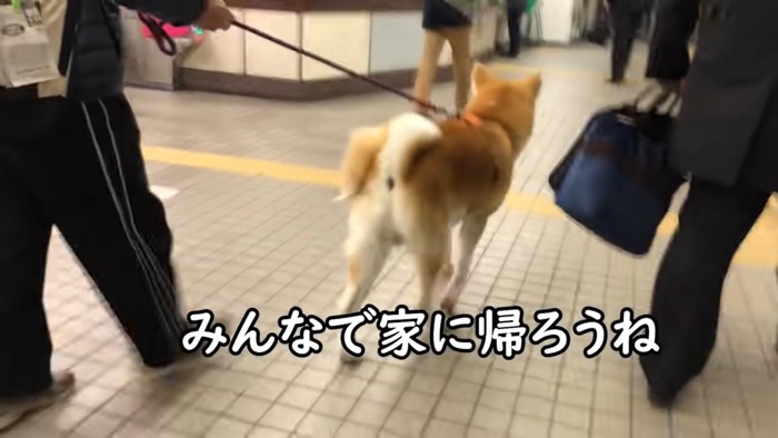 お父さん、お兄ちゃんと秋田犬の後ろ姿