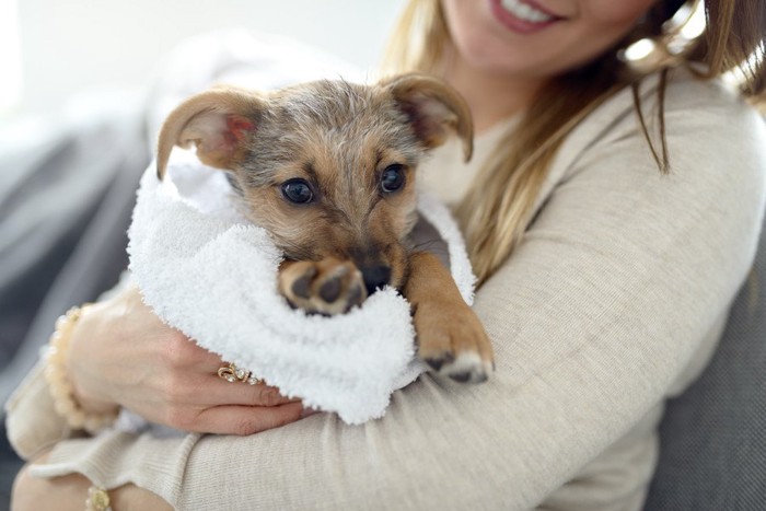 犬をタオルで拭く人