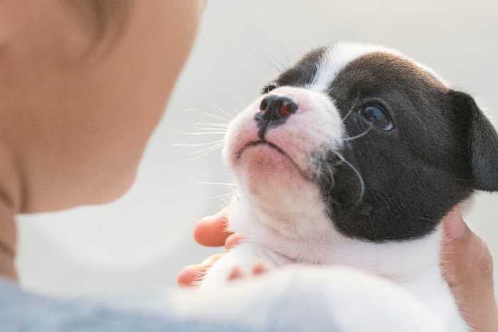 ボストンテリア子犬