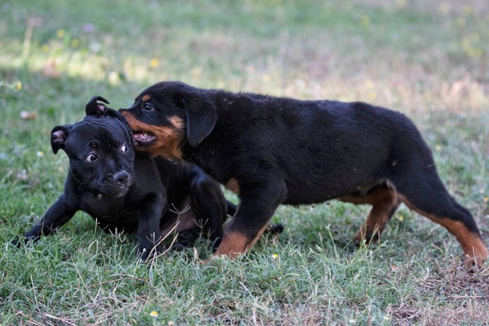 いきなり噛みついてビックリさせる犬