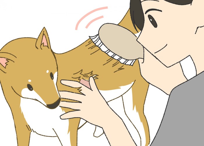 柴犬をお風呂に入れる際の洗い方