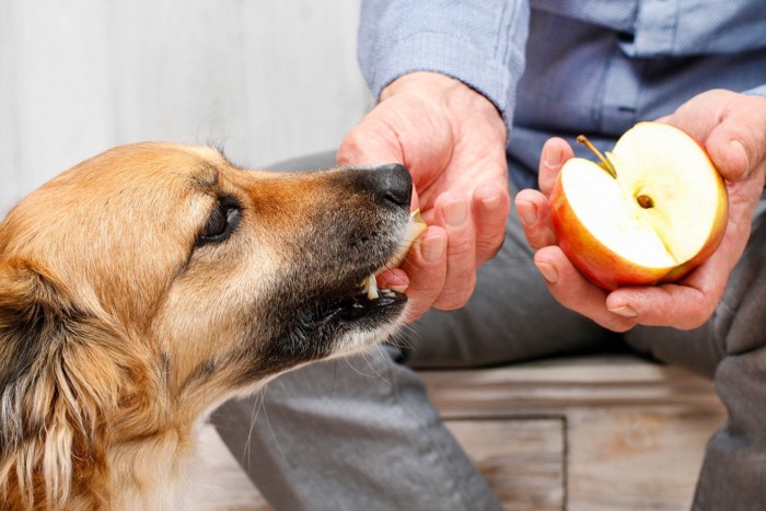 りんごをもらう犬