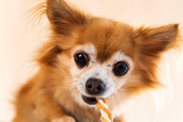 おやつを食べる犬