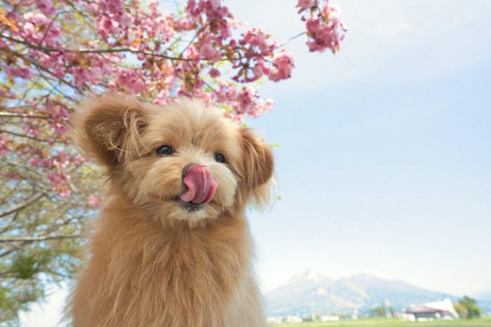 桜と犬