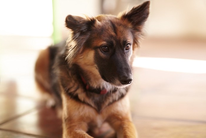 聞き耳を立てる犬