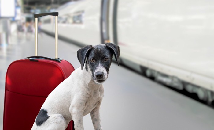 駅構内ホームにいるキャリーバッグと犬